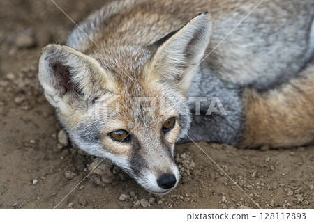 white footed fox or desert fox or vulpes vulpes pusilla fine art closeup or portrait in close proximity in natural background in outdoor jungle safari ranthambore national park forest rajasthan india 128117893