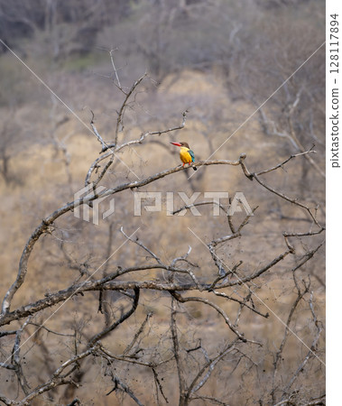 stork billed kingfisher or tree kingfisher or Pelargopsis capensis wild bird perch in dry deciduous background in summer season safari at ranthambore national park forest tiger reserve rajasthan india stork billed kingfisher or tree kingfisher or Pelargopsis capensis wild bird perch in dry deciduous background in summer season safari at ranthambore national park forest tiger reserve rajasthan india 128117894