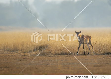 nilgai or blue bull or Boselaphus tragocamelus fawn in open grassland or grass field Largest Asian antelope in natural scenic environment in safari at forest of central india nilgai or blue bull or Boselaphus tragocamelus fawn in open grassland or grass field Largest Asian antelope in natural scenic environment in safari at forest of central india 128117895