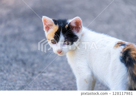 Chiro the kitten 128117981