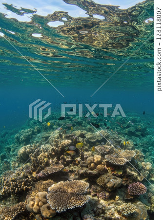 Underwater Coral Reef Ecosystem with Colorful Fish and Sunlight Rays 128118007