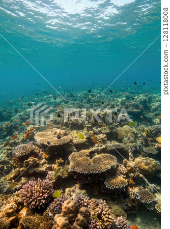 Underwater Coral Reef Ecosystem with Colorful Fish and Sunlight Rays 128118008