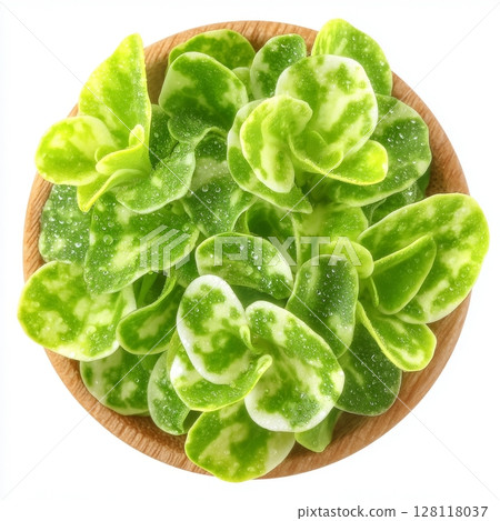 In a wooden bowl, the young plants, seedlings and sprouts of mung bean microgreens, which are the cotyledons of Vigna radiata, also called moong bean, green gram or mung, are showcased in a close-up In a wooden bowl, the young plants, seedlings and sprouts of mung bean microgreens, which are the cotyledons of Vigna radiata, also called moong bean, green gram or mung, are showcased in a close-up 128118037