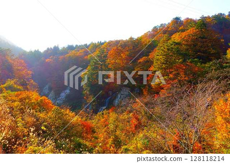 Omoshiroyama Momijigawa Valley Autumn leaves Yellow leaves Fujihana Falls 128118214