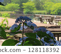  Gaku hydrangea 128118392