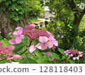  Gaku hydrangea 128118403