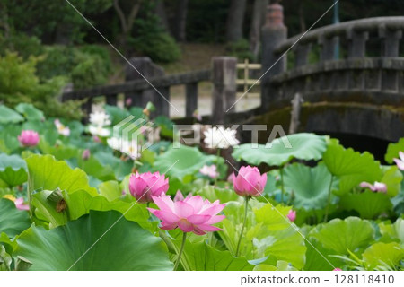 Lotus pond 128118410
