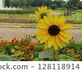 Sun Flower  128118914