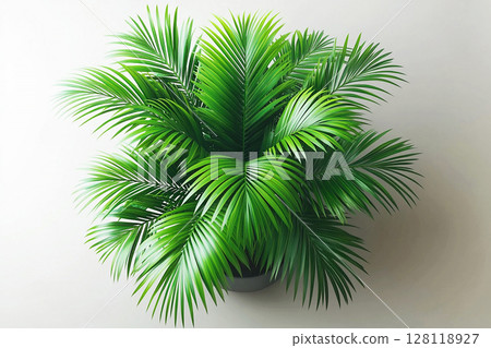 Interior styling. Potted palm tree with wide, green leaves on a white background. Top view. Palm tree with fleshy leaves. 128118927
