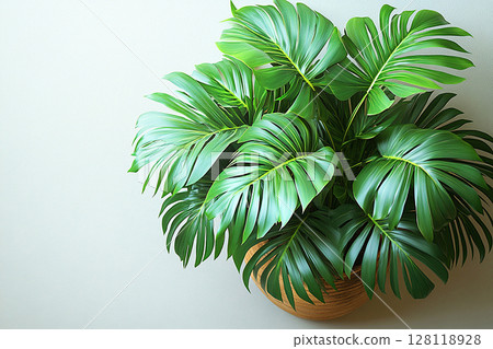 Modern home decor. Potted palm tree with wide, green leaves on a white background. Top view. Palm tree with fleshy leaves. 128118928