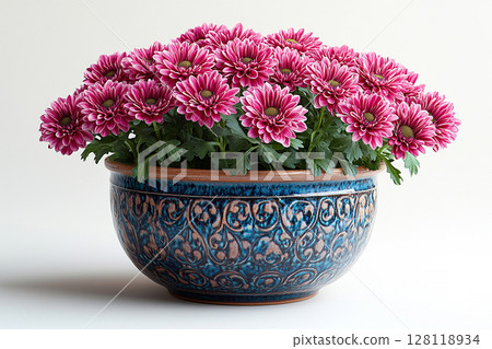 Blooming plant in pot. Chrysanthemums bush with fleshy leaves and purple flowers. 128118934