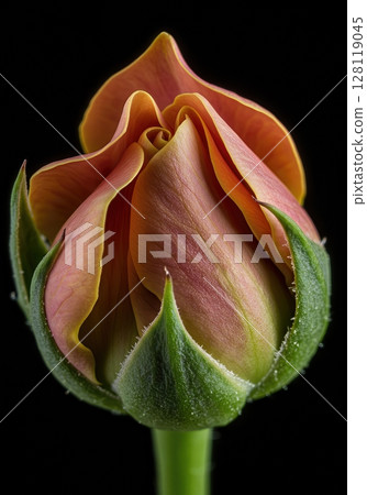Blooming Flower Timelapse Macro Closeup Opening Petals in Studio Light 128119045