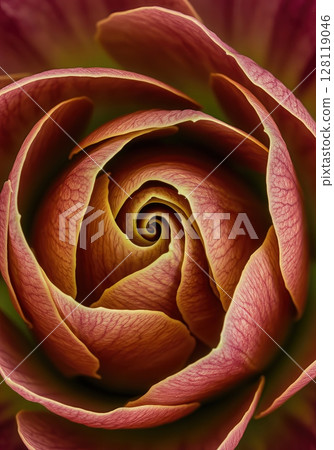 Blooming Flower Timelapse Macro Closeup Opening Petals in Studio Light 128119046