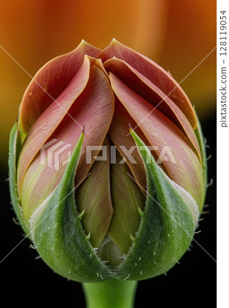 Blooming Flower Timelapse Macro Closeup Opening Petals in Studio Light Blooming Flower Timelapse Macro Closeup Opening Petals in Studio Light 128119054