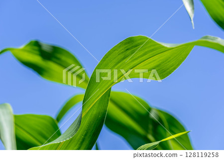 Summer day ~ Corn field ~ 128119258