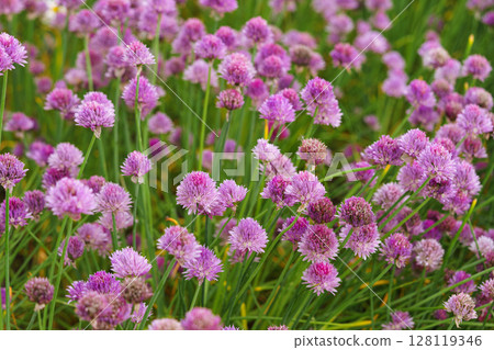 Blooming chive, allium schoenoprasum in summer garden, close up view of vibrant purple flower macro 128119346