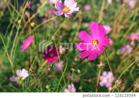Closeup of blooming pink cosmos flower in vibrant summer garden with colorful wildflowers background Closeup of blooming pink cosmos flower in vibrant summer garden with colorful wildflowers background 128119384