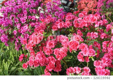 Blooming pink japan Azalea Ericaceae flowers, rhododendron flower macro, background Blooming pink japan Azalea Ericaceae flowers, rhododendron flower macro, background 128119392