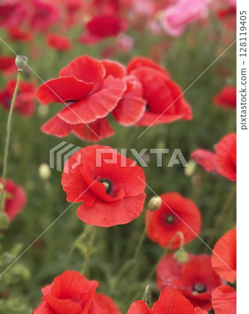 花 花 128119405