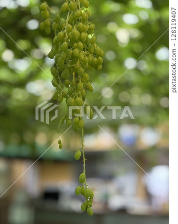 葡萄 葡萄 128119407