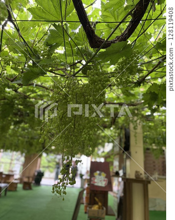 Grapes Grapes 128119408