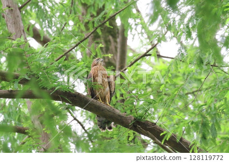 Yorotaka的幼鳥 Yorotaka的幼鳥 128119772