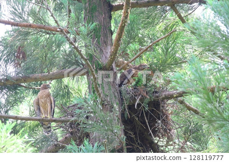 goshawk, northern goshawk, hawk 128119777