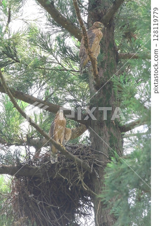 Yorotaka的幼鳥 128119779