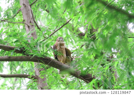 Yorotaka's young bird 128119847