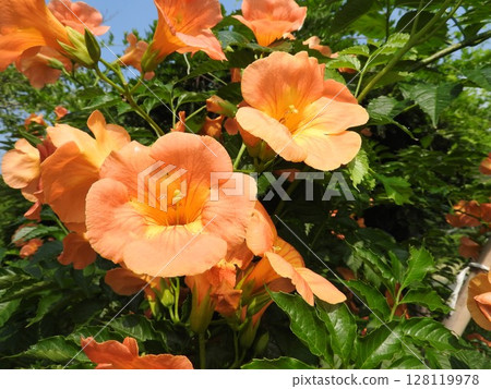 ``Chinese trumpet vine'' in full bloom 128119978