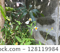 A cabbage white butterfly sucking nectar from a Bidens frond 128119984
