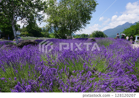 薰衣草花 薰衣草花 128120207