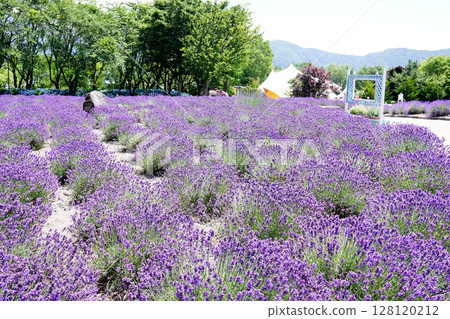 Lavender flowers 128120212