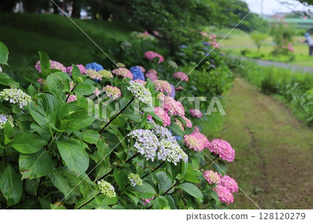 開花在初夏公園的五顏六色的繡球花 開花在初夏公園的五顏六色的繡球花 128120279