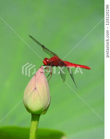 A scarlet dragonfly resting on a lotus bud 128120296