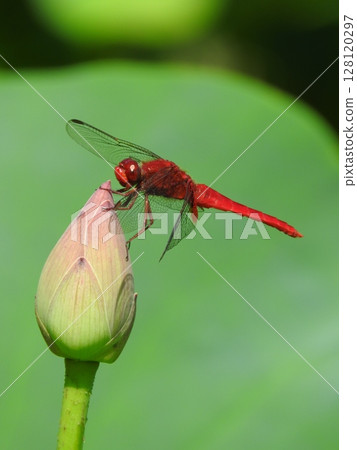A scarlet dragonfly resting on a lotus bud 128120297