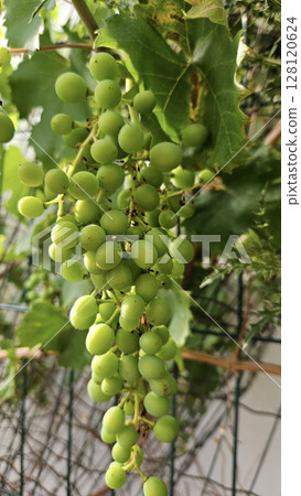 Green bunch of ripening grapes, close-up 128120624