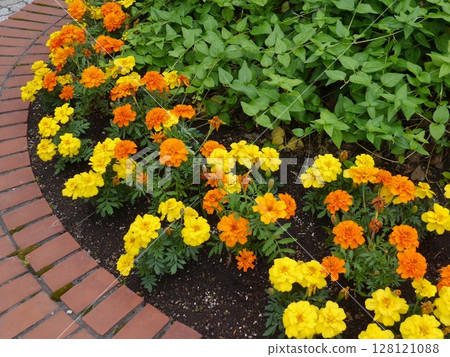 A beautiful flowerbed of marigolds 128121088