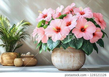 Nature-themed or gardening projects. Big Hibiscus bush in vintage pot with fleshy leaves and pink flowers on a white background. Nature-themed or gardening projects. Big Hibiscus bush in vintage pot with fleshy leaves and pink flowers on a white background. 128121126