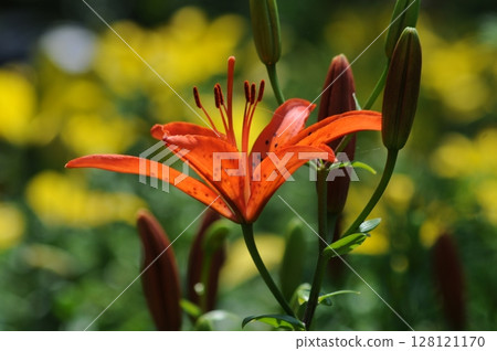 紅百合花 紅百合花 128121170