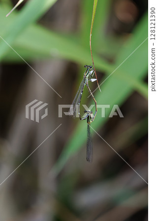 The Love of the Gunbai Dragonfly 01 128121390