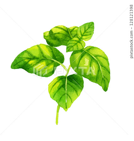 Basil Herb/Vegetable Hand-drawn Watercolor Illustration 128121398