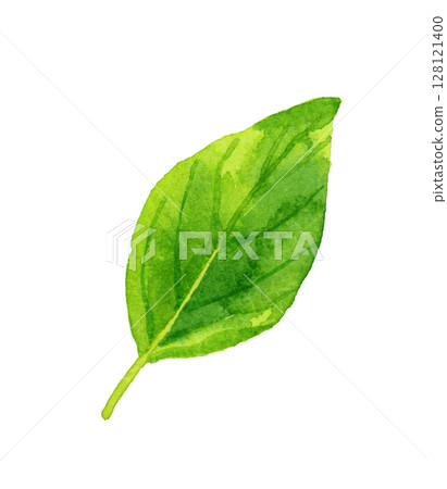 羅勒葉:手繪草本植物和蔬菜水彩插圖 羅勒葉:手繪草本植物和蔬菜水彩插圖 128121400