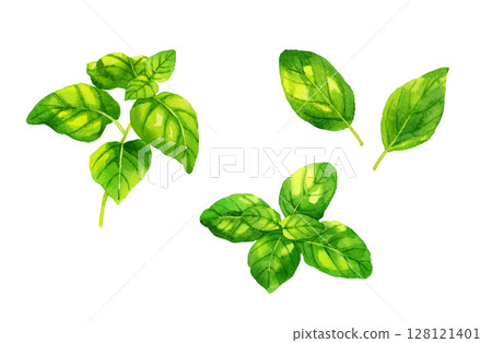 羅勒套裝：手繪水彩畫的香草和蔬菜 128121401