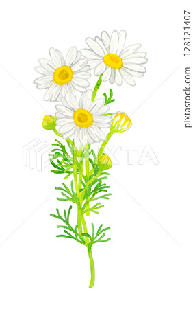 洋甘菊(草本)手繪水彩插圖 洋甘菊(草本)手繪水彩插圖 128121407
