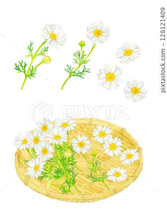 Set of chamomile flowers and bamboo baskets. Hand-drawn watercolor illustrations of herbs. 128121409