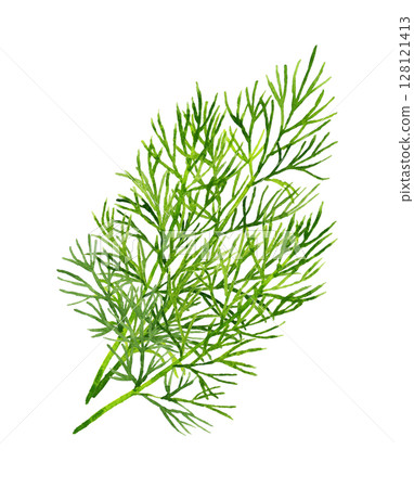 Dill (herb) Hand-drawn watercolor illustration material 128121413
