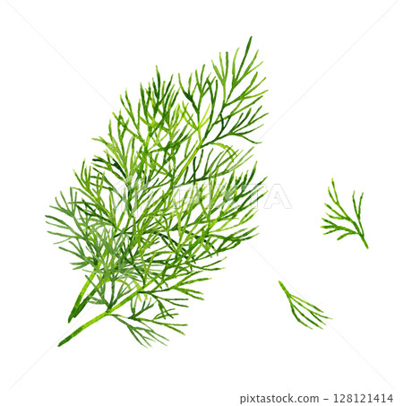 Dill (herb) Hand-drawn watercolor illustration material 128121414