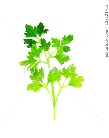義大利歐芹香草與蔬菜手繪水彩插畫素材 義大利歐芹香草與蔬菜手繪水彩插畫素材 128121418