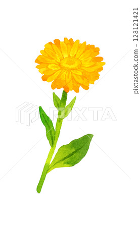 Calendula (Calendula officinalis) Herb/plant hand-drawn watercolor illustration 128121421